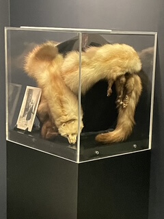 A vintage fur stole with animal heads and feet is displayed in a glass case beside a black-and-white photograph on a stand, creating a historic feel.